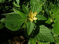 Malvastrum coromandelianum (L.) Garcke