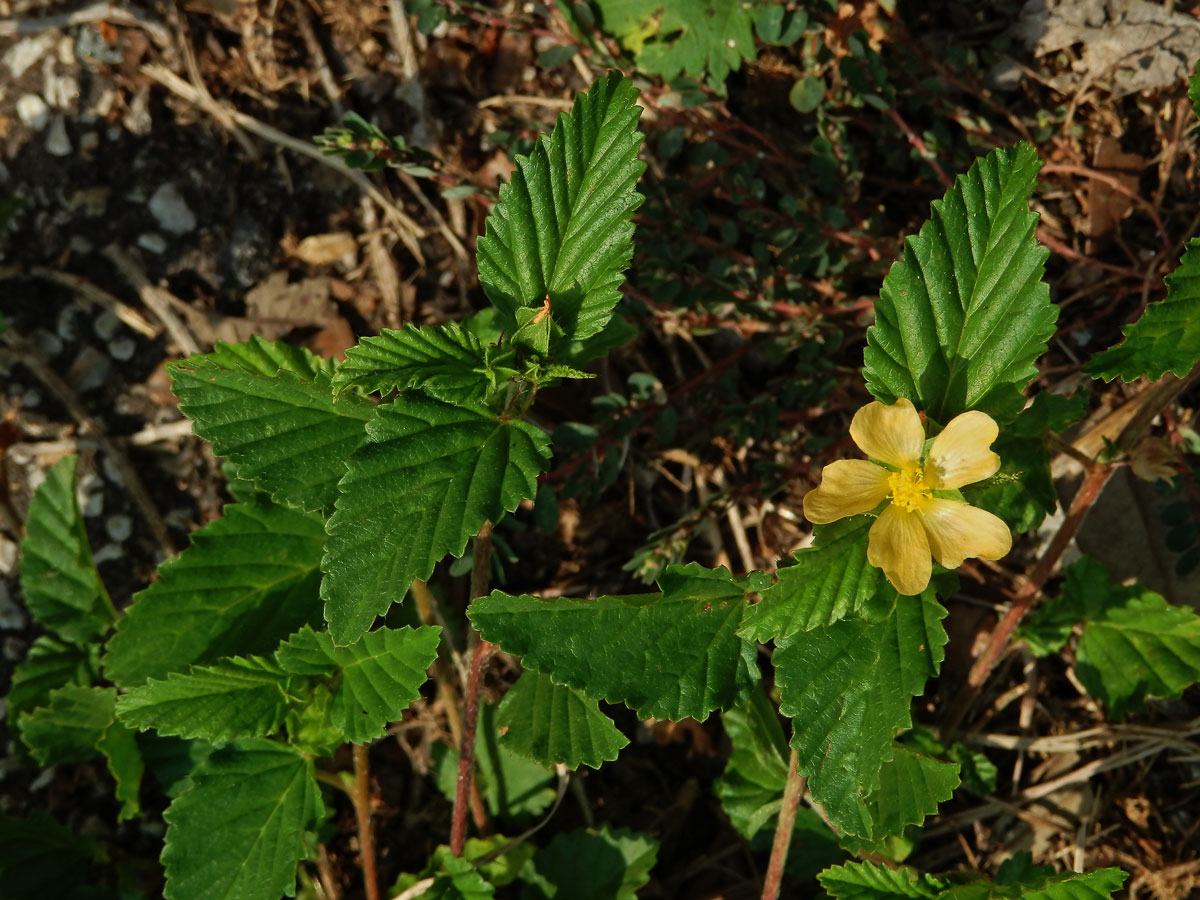 Malvastrum coromandelianum (L.) Garcke