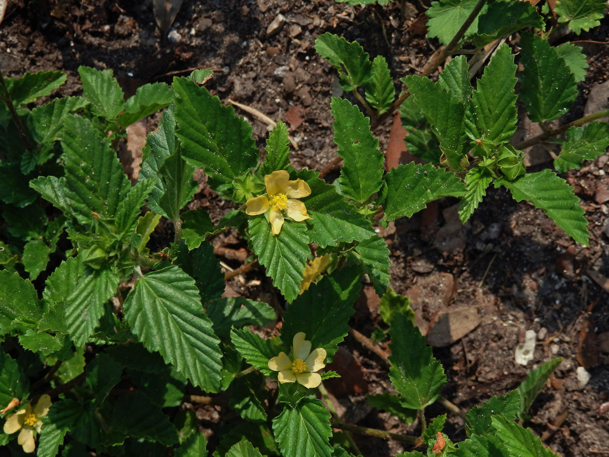 Malvastrum coromandelianum (L.) Garcke