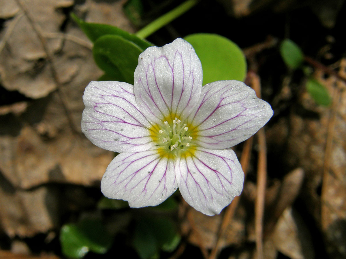 Šťavel kyselý (Oxalis acetosella L.)