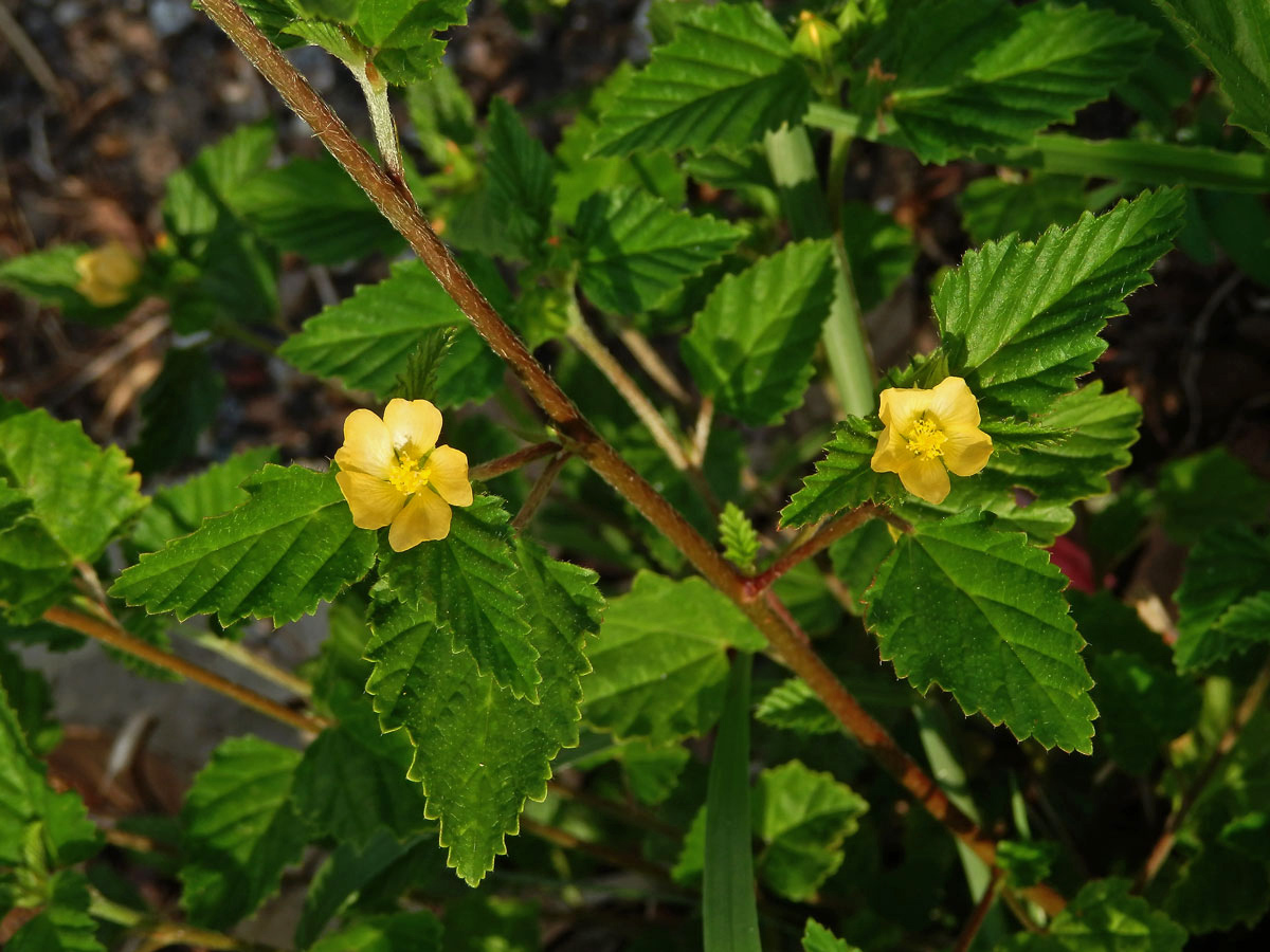 Malvastrum coromandelianum (L.) Garcke