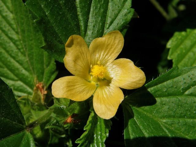 Malvastrum coromandelianum (L.) Garcke