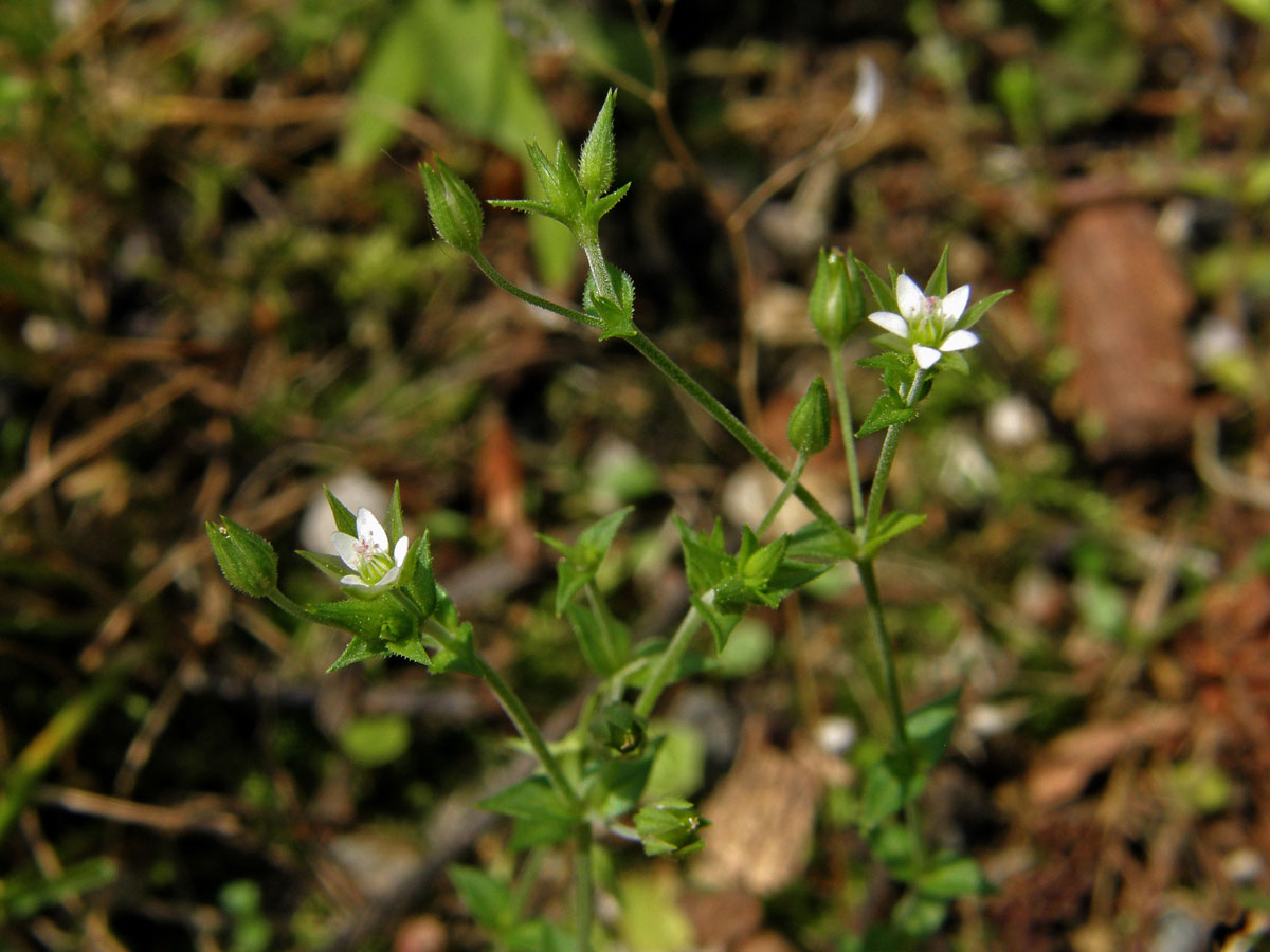 Písečnice douškolistá (Arenaria serpyllifolia L.)