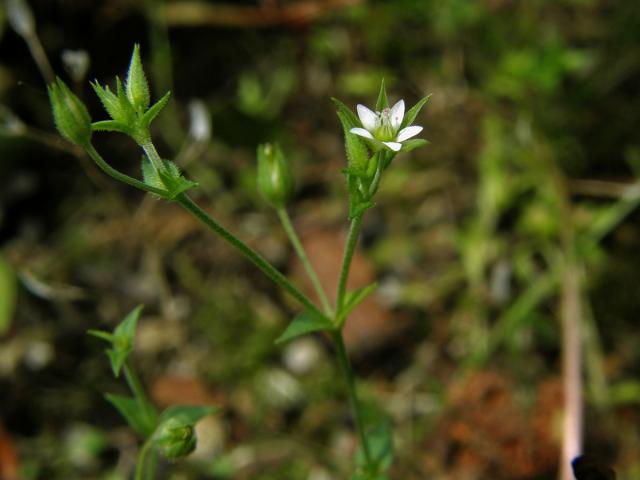 Písečnice douškolistá (Arenaria serpyllifolia L.)