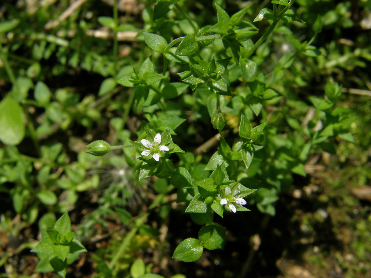 Písečnice douškolistá (Arenaria serpyllifolia L.)