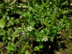 Písečnice douškolistá (Arenaria serpyllifolia L.)