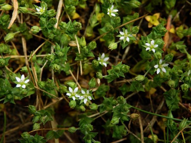 Písečnice douškolistá (Arenaria serpyllifolia L.)