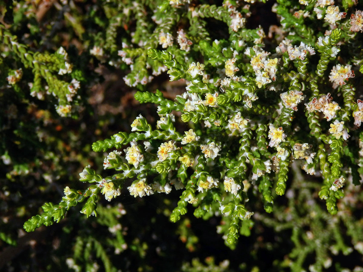 Vrabečnice chlupatá (Thymelaea hirsuta (L.) Endl.)