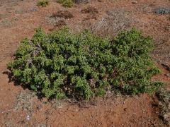 Vrabečnice chlupatá (Thymelaea hirsuta (L.) Endl.)