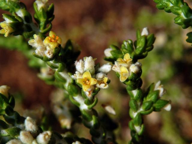 Vrabečnice chlupatá (Thymelaea hirsuta (L.) Endl.)