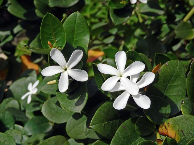 Carissa macrocarpa (Ecklon) A. DC.)