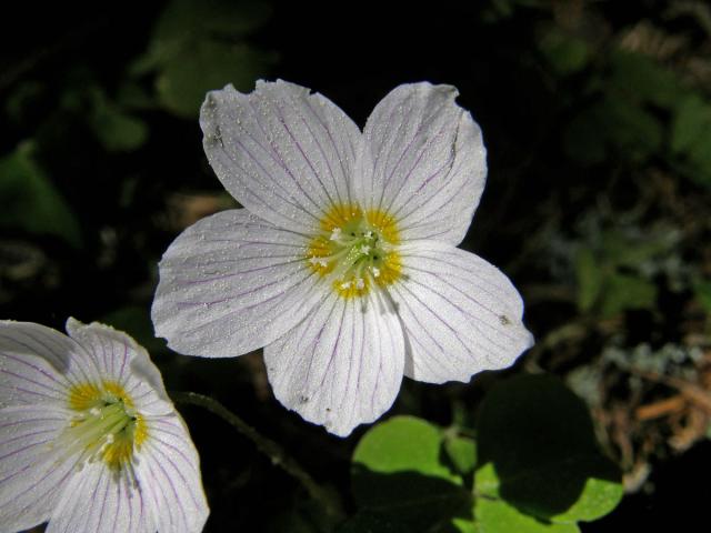 Šťavel kyselý (Oxalis acetosella L.)