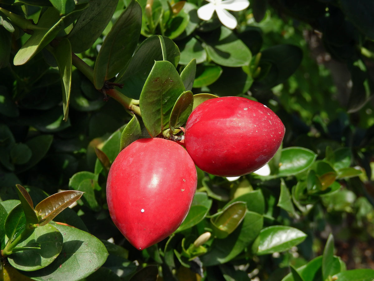 Carissa macrocarpa (Ecklon) A. DC.)