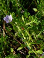 Bacopa monnieri (L.) Pennell