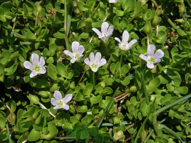 Bacopa monnieri (L.) Pennell