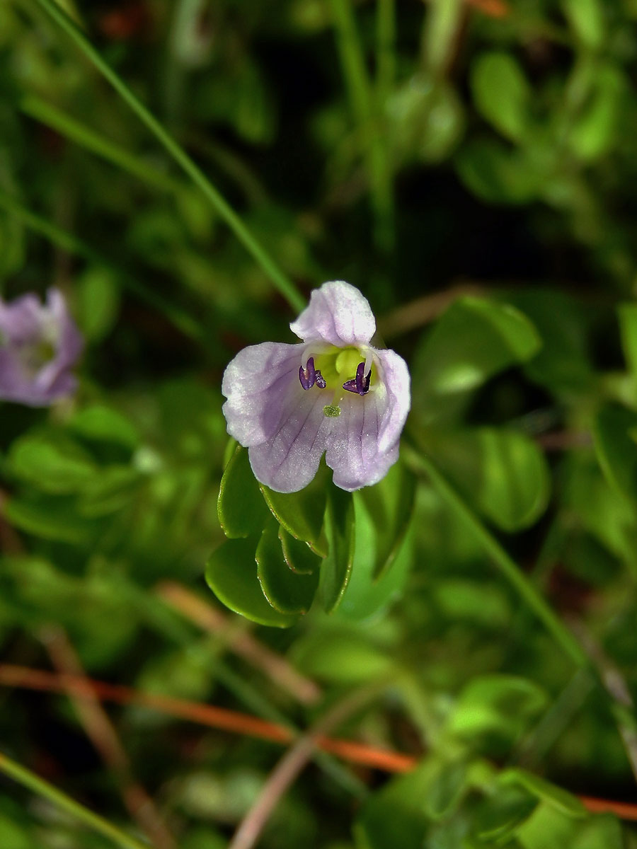 Bacopa monnieri (L.) Pennell