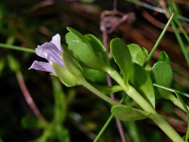 Bacopa monnieri (L.) Pennell