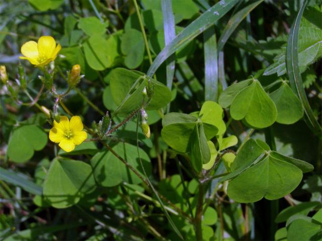 Šťavel evropský (= křovištní, tuhý) (Oxalis fontana Bunge)