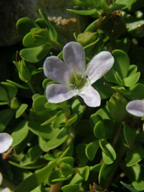 Bacopa monnieri (L.) Pennell