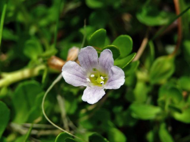 Bacopa monnieri (L.) Pennell