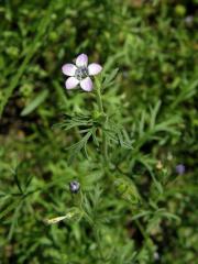 Proměnka (Gilia achilleifolia Benth.)