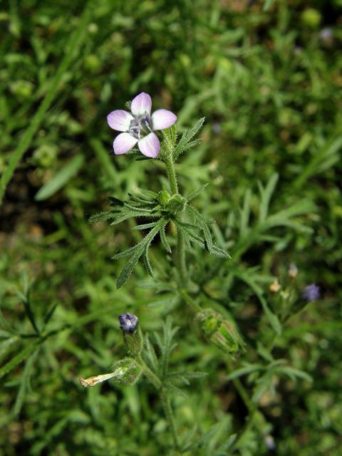 Proměnka (Gilia achilleifolia Benth.)