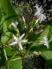 Vachta trojlistá (Menyanthes trifoliata L.)