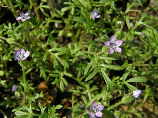 Proměnka (Gilia achilleifolia Benth.)