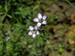 Proměnka (Gilia achilleifolia Benth.)