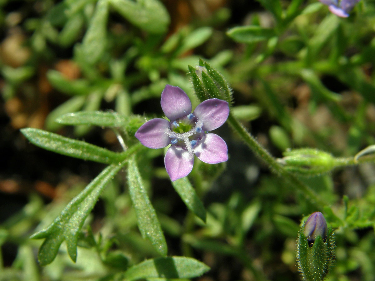 Proměnka (Gilia achilleifolia Benth.)