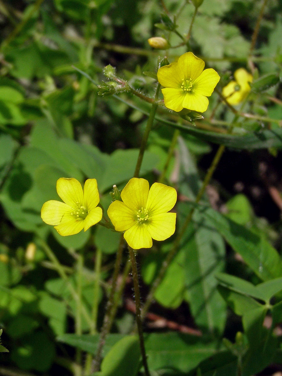 Šťavel evropský (= křovištní, tuhý) (Oxalis fontana Bunge)