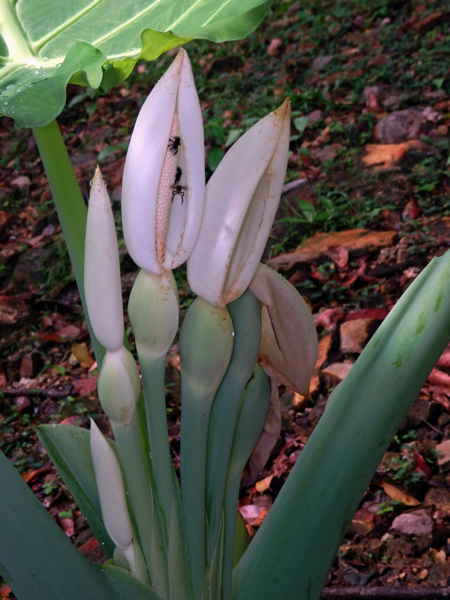 Kolokázie (Colocasia gigantea (Blume) Hook. f.)