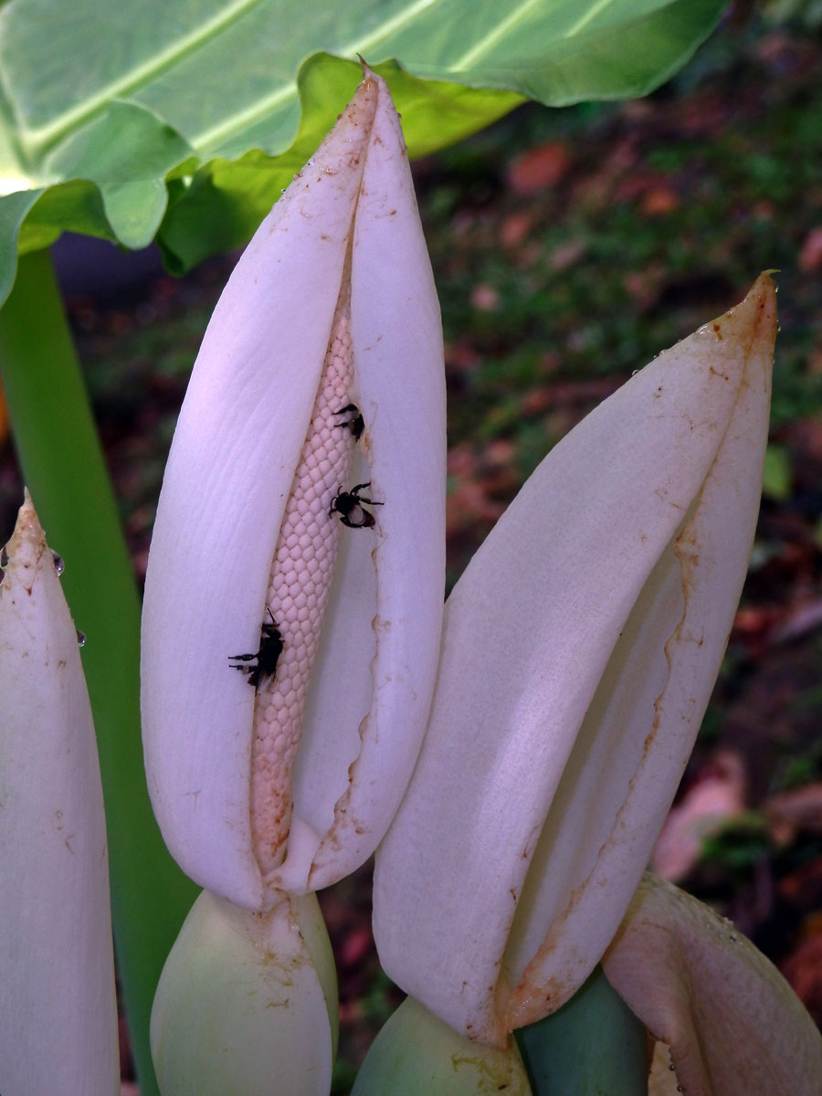 Kolokázie (Colocasia gigantea (Blume) Hook. f.)