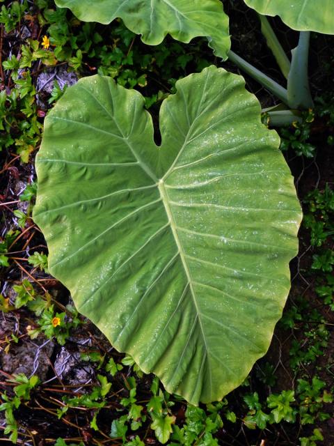 Kolokázie (Colocasia gigantea (Blume) Hook. f.)