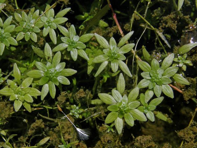 Hvězdoš mnohotvarý (Callitriche cophocarpa Sendtn.)