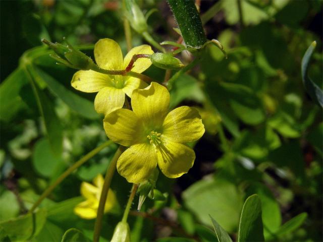 Šťavel evropský (= křovištní, tuhý) (Oxalis fontana Bunge)