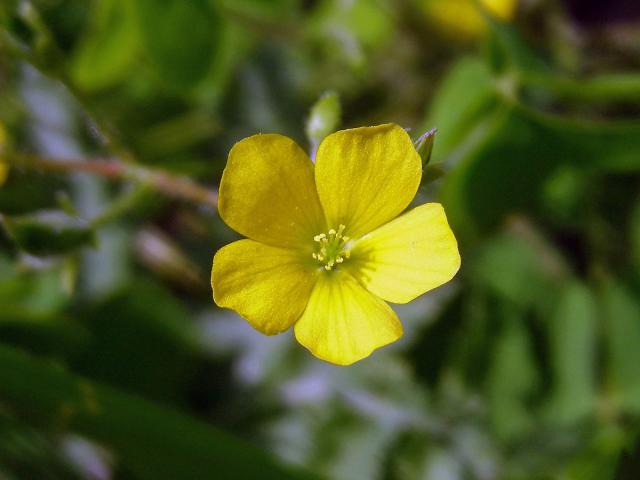 Šťavel evropský (= křovištní, tuhý) (Oxalis fontana Bunge)