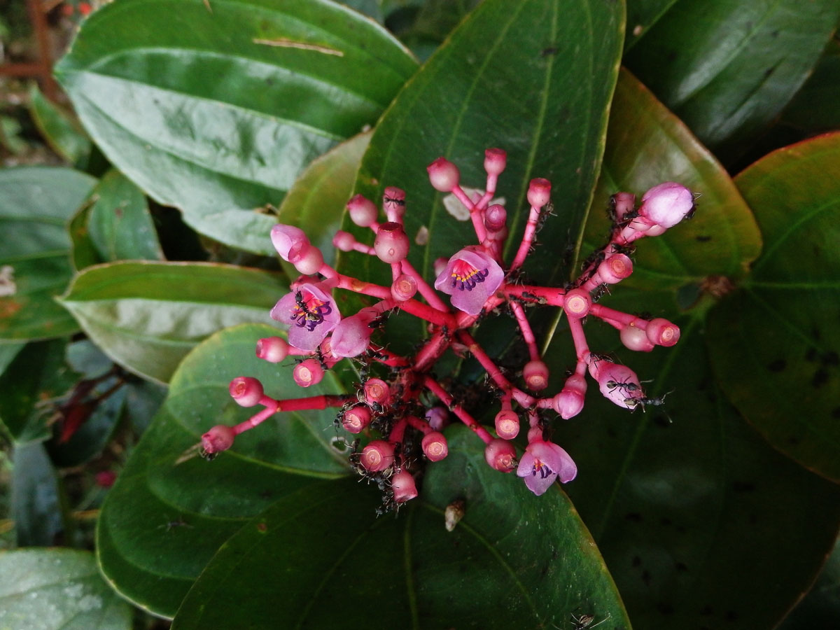 Medinila (Medinilla speciosa Blume)