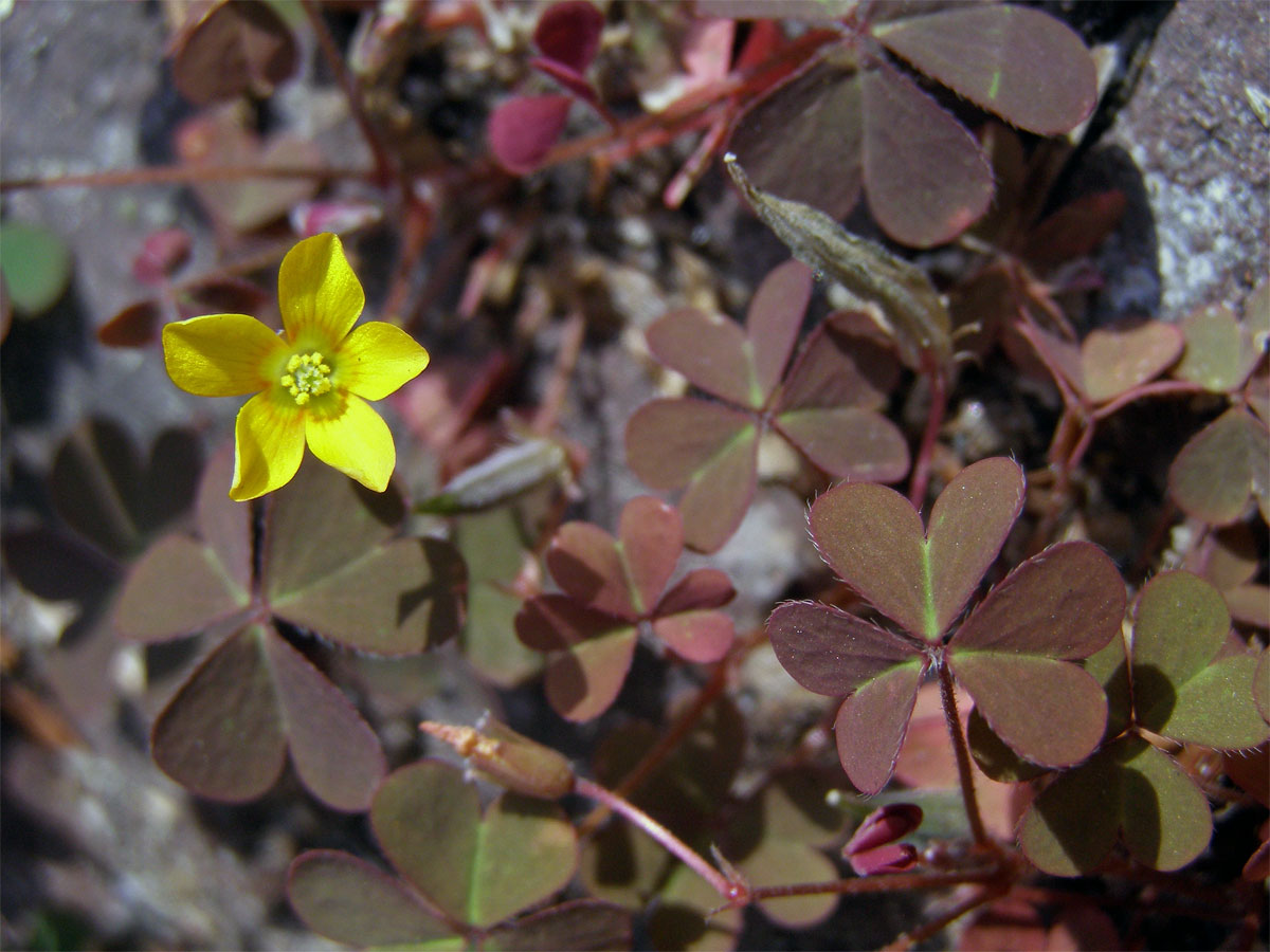 Šťavel růžkatý (Oxalis corniculata L.)