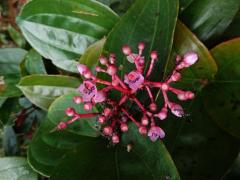 Medinila (Medinilla speciosa Blume)   