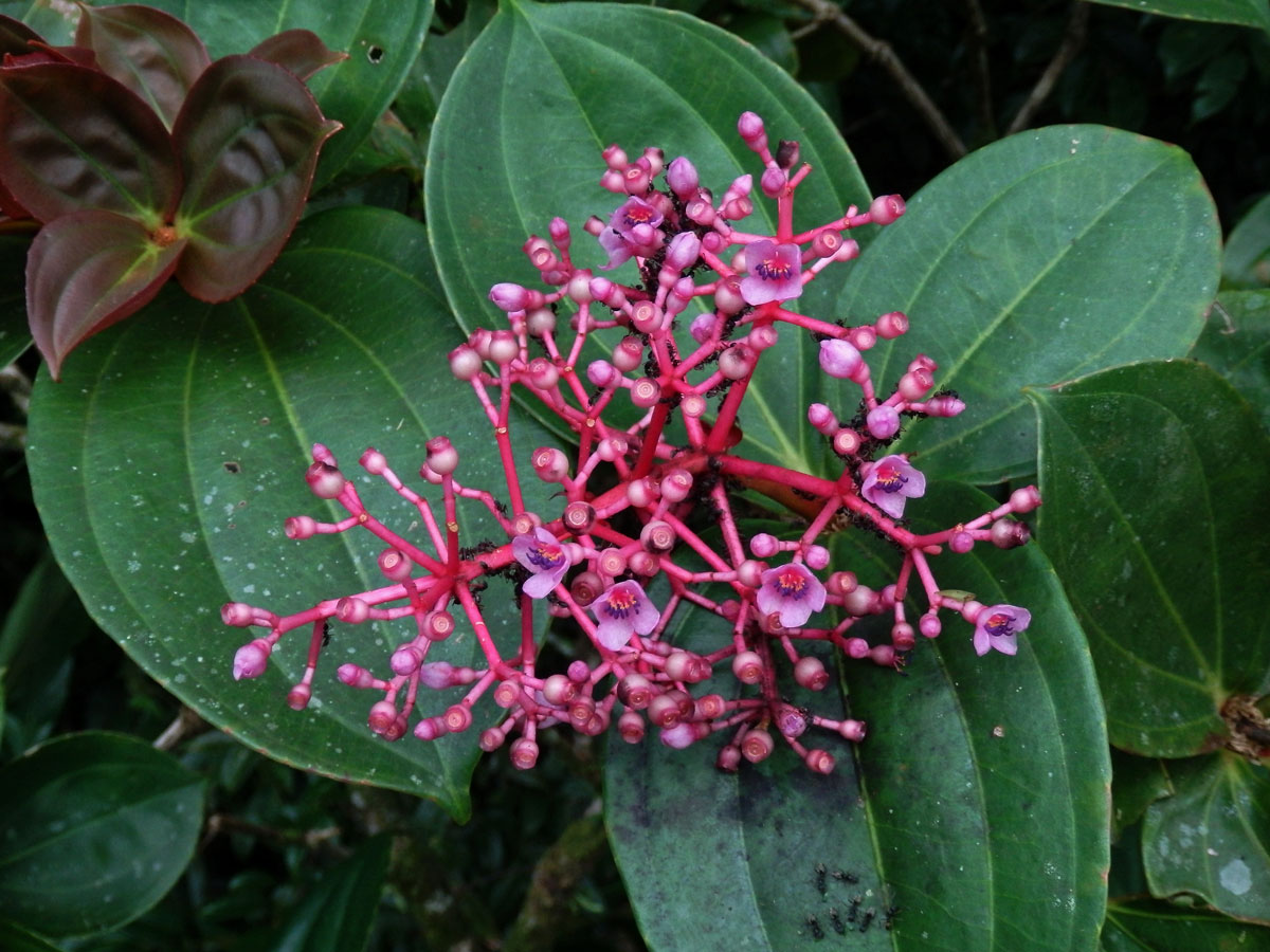 Medinila (Medinilla speciosa Blume)