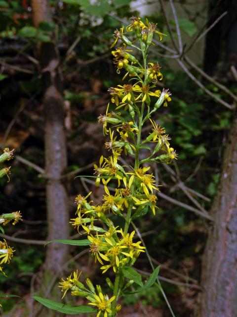 Zlatobýl obecný pravý (Solidago virgaurea subsp. virgaurea L.)