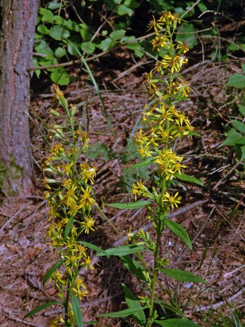 Zlatobýl obecný pravý (Solidago virgaurea subsp. virgaurea L.)