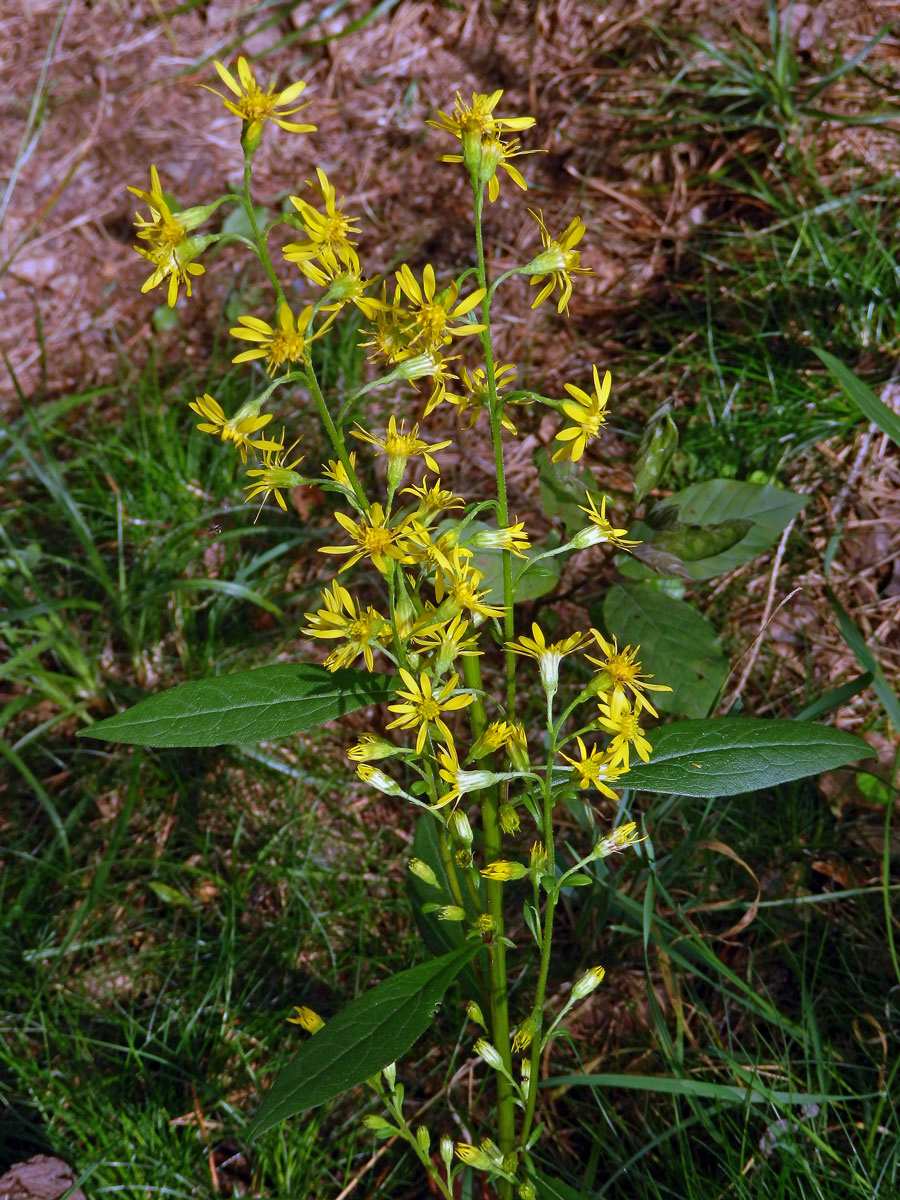 Zlatobýl obecný pravý (Solidago virgaurea subsp. virgaurea L.)