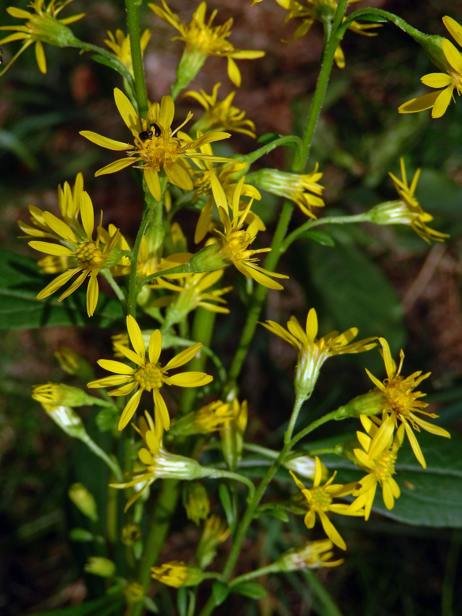 Zlatobýl obecný pravý (Solidago virgaurea subsp. virgaurea L.)