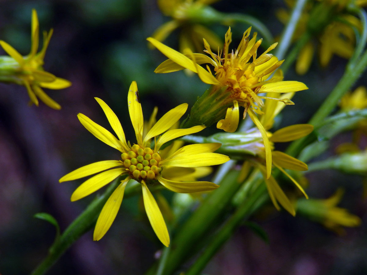 Zlatobýl obecný pravý (Solidago virgaurea subsp. virgaurea L.)