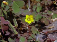 Šťavel růžkatý (Oxalis corniculata L.)