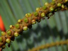 Cyrtostachys renda Blume