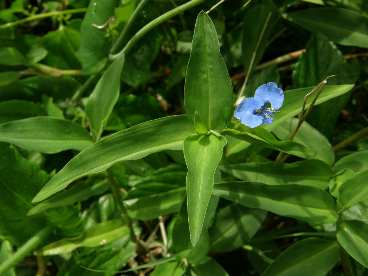 Křížatka (Commelina diffusa Burm. f.)