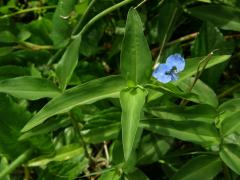 Křížatka (Commelina diffusa Burm. f.)  